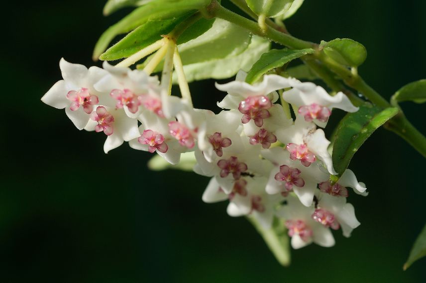 fleur d'hoya bella