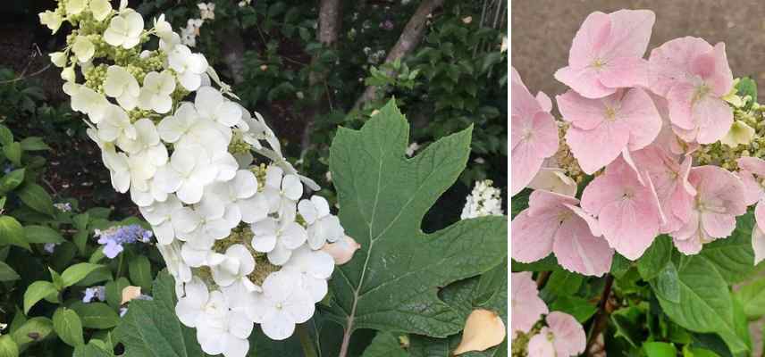 hortensia gardant garde feuilles en hiver