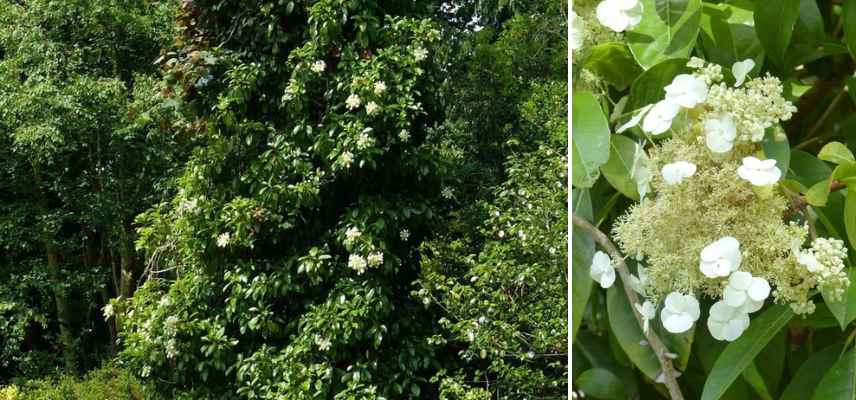 hortensia feuilles persistantes