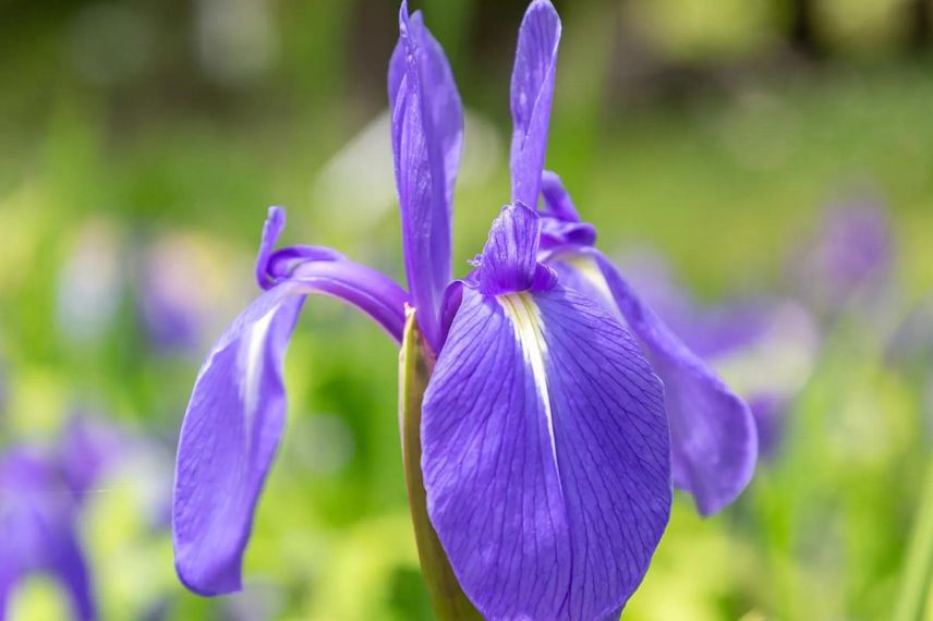 Iris laevigata