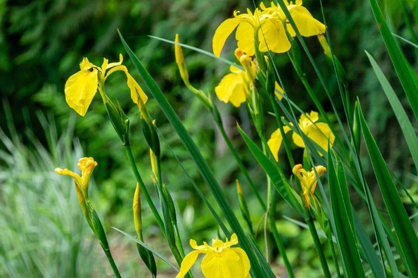 Iris pseudacorus