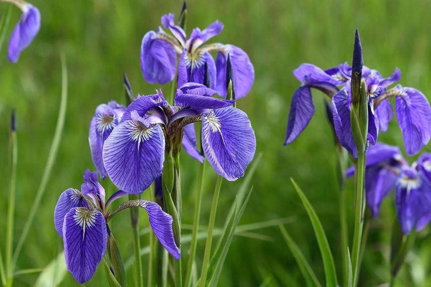 Iris setosa bleu