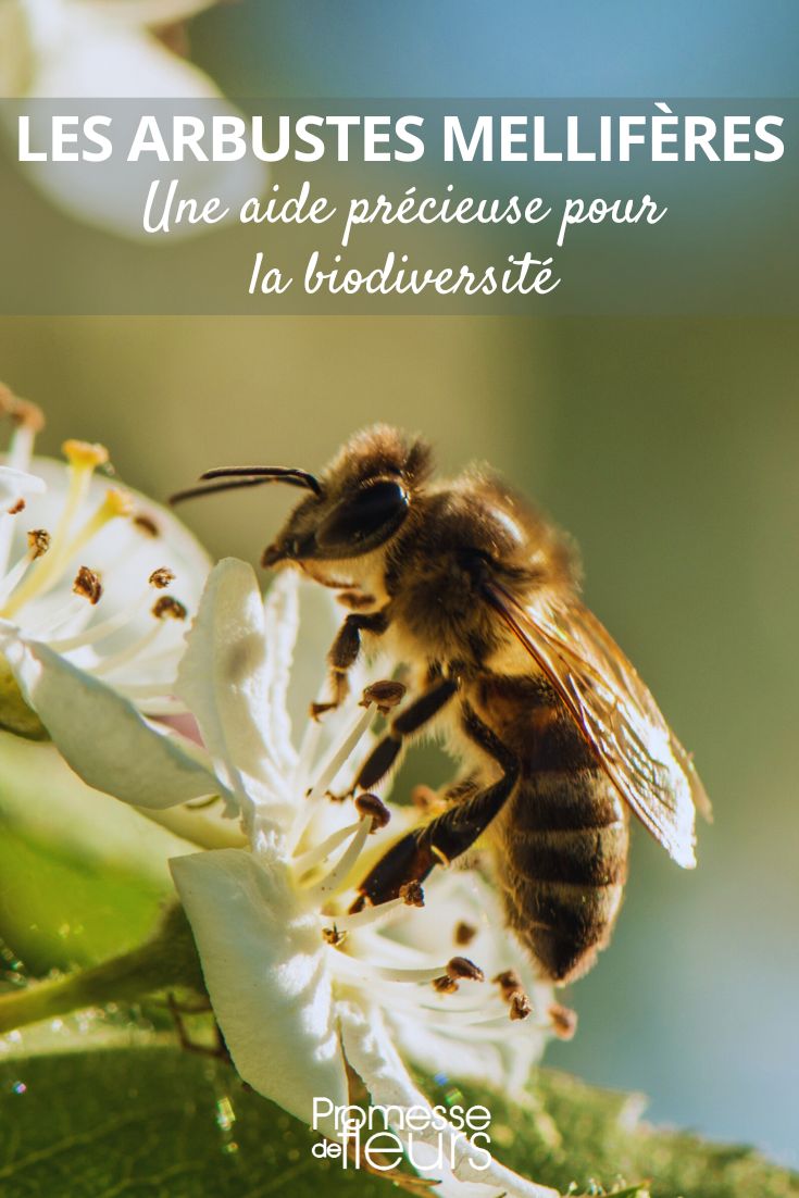 abeille et fleurs d'aubépine