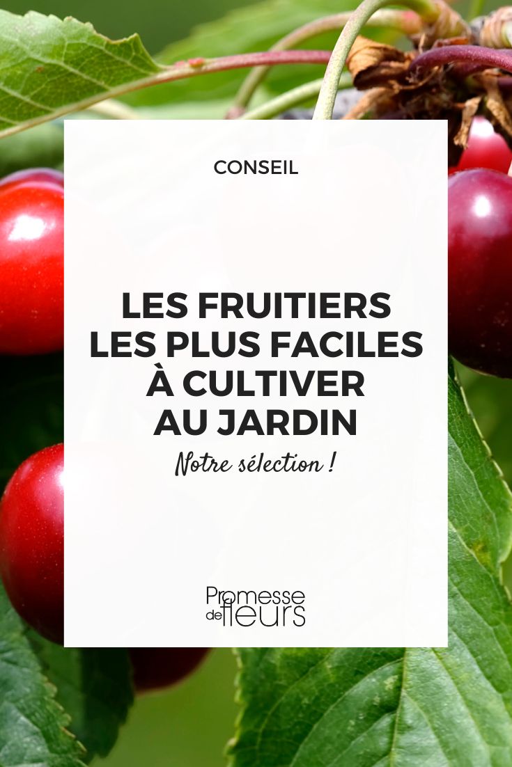 cerisier facile à cultiver