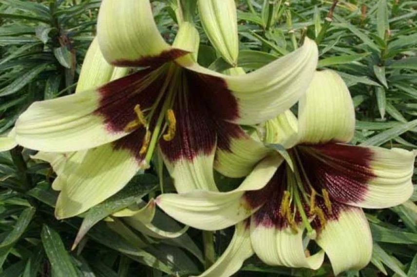 Lillium nepalense