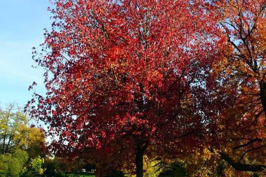 Liquidambar