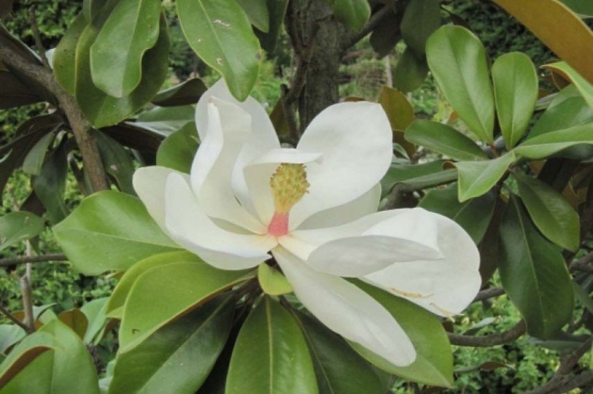 fleur de magnolia grandiflora