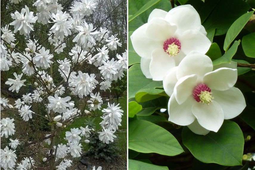 magnolia caduc et persistant