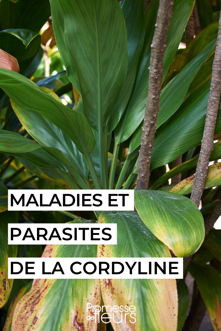 soigner et traiter la Cordyline