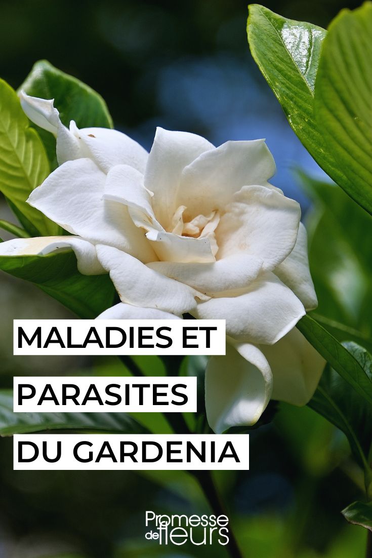 soigner le gardenia