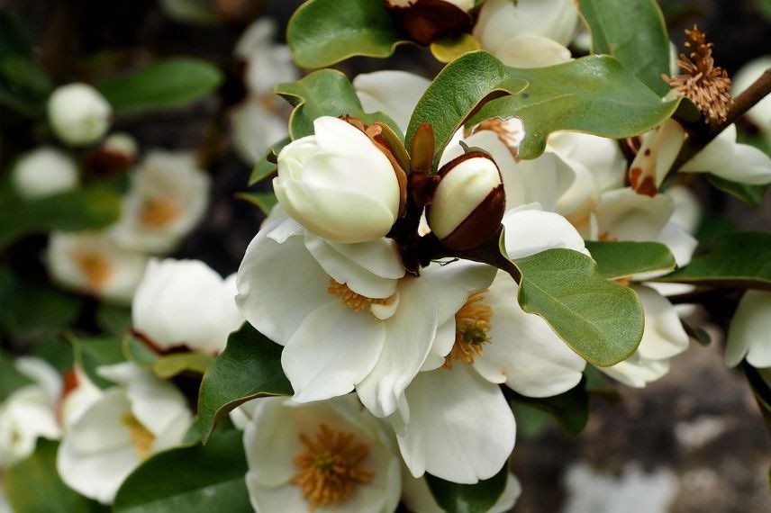 fleurs de michelia