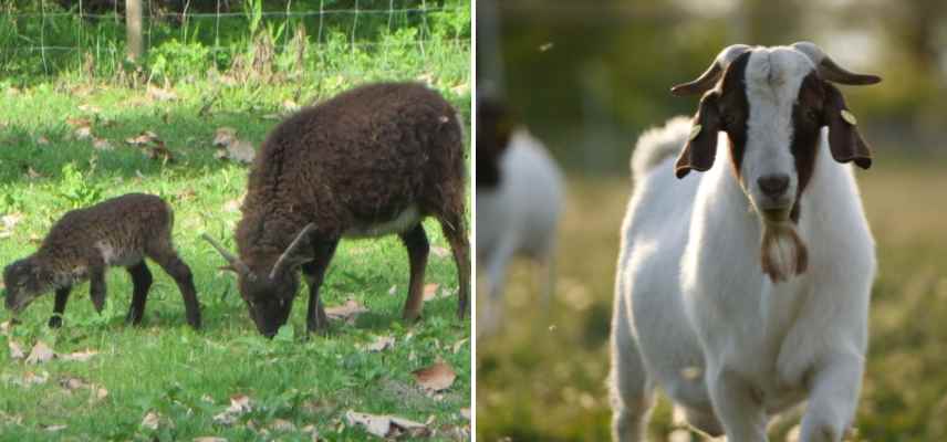 animaux pour eco paturage