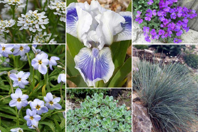 Comment associer l'Iris 'Big Blue Eyes'