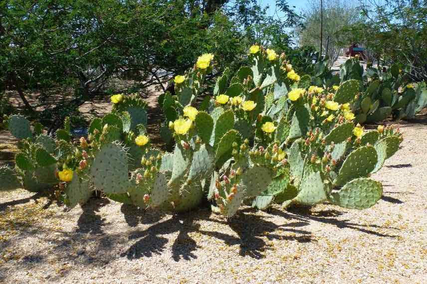 Opuntia en fleur