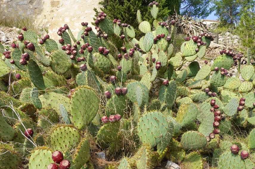 Opuntia engelmannii var. rastrera