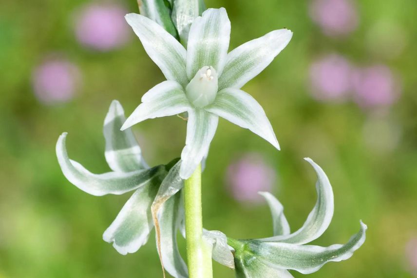 Ornithogalum nutans