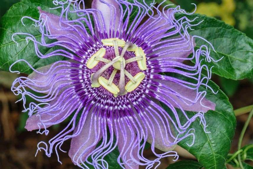 fleur de Passiflora incarnata