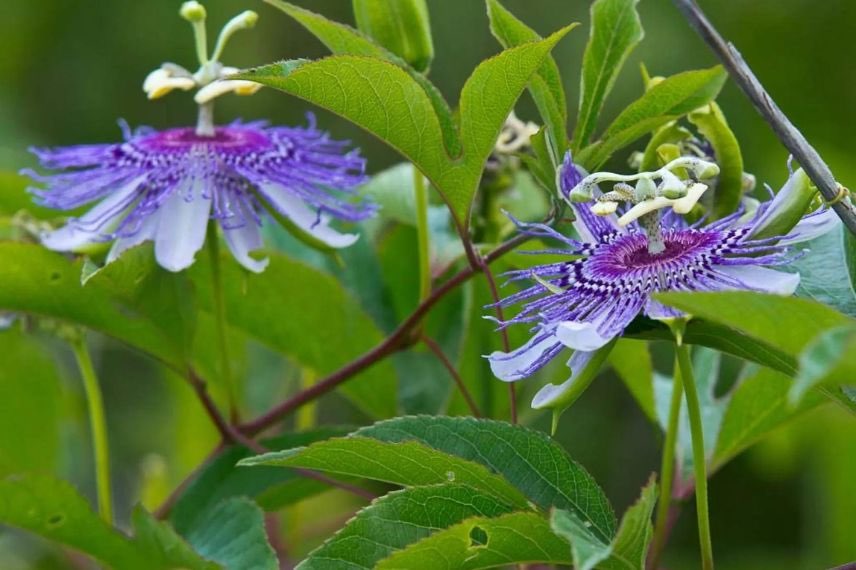 fleurs de passiflores officinales