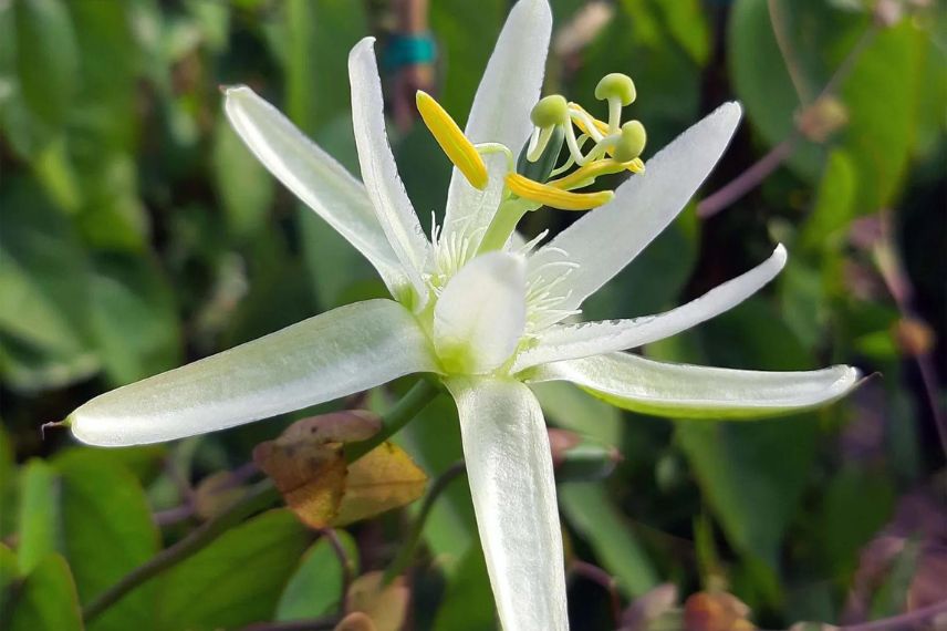 fleur de passiflore blanche