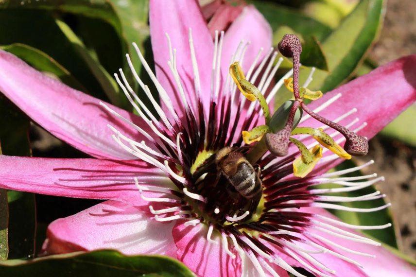 fleur mauve de passiflore Eden