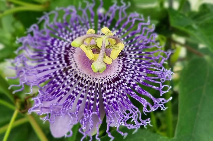 fleur violette de passiflore