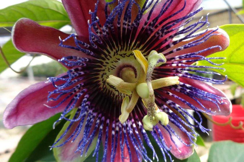 fleur de passiflore pourpre