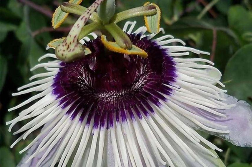 fleur de passiflore Panda