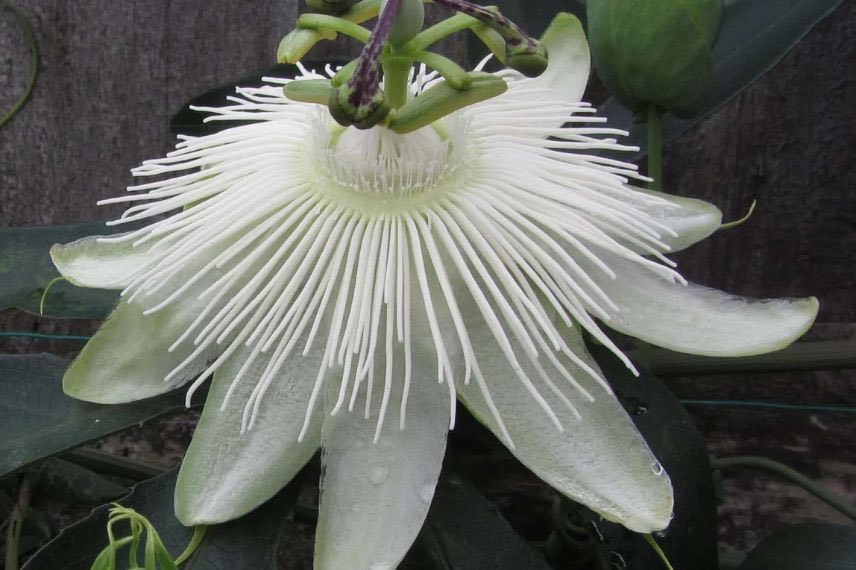 fleur de passiflore blanche Snow Queen