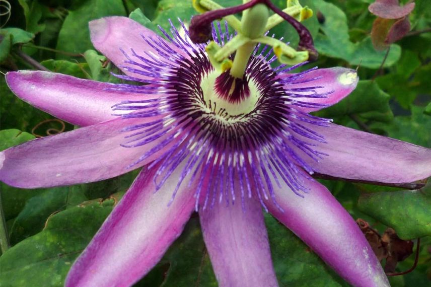 fleur mauve de passiflora