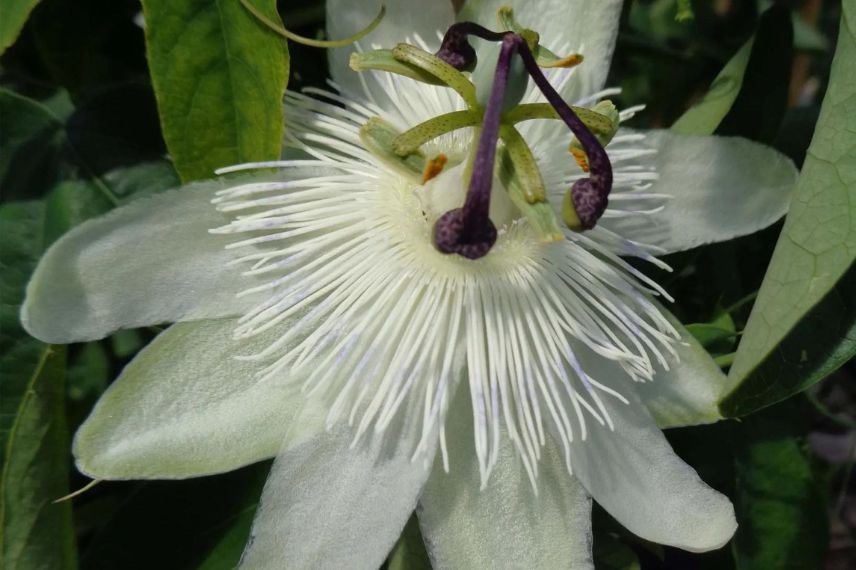 espèce botanique de passiflore blanche