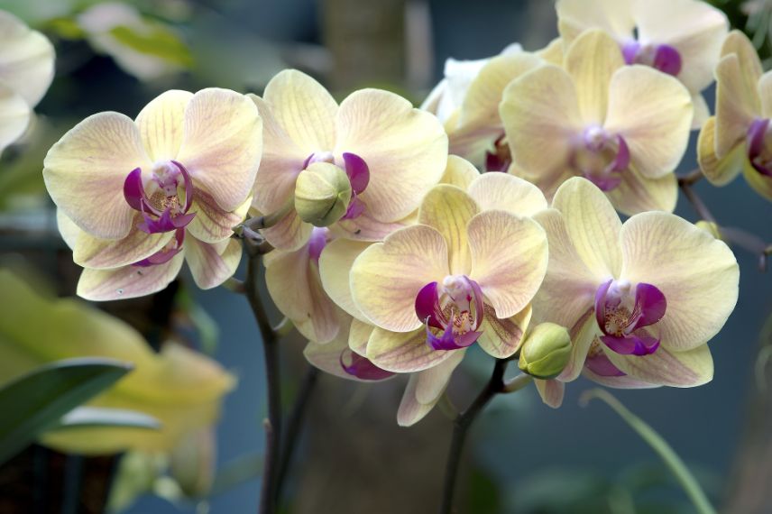 orchidée phalaenopsis