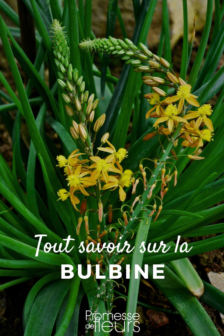 Bulbine Frutescens