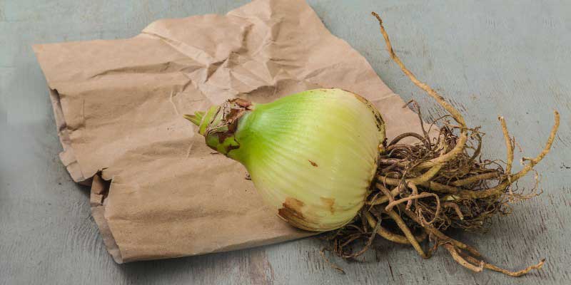 Comment planter un bulbe d'Amaryllis