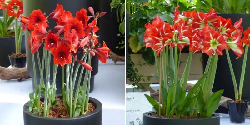 Amaryllis cultivés en pot