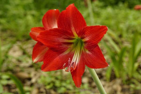 Comment planter les Amaryllis ?