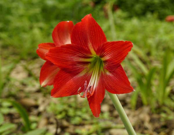 Comment planter les Amaryllis ?