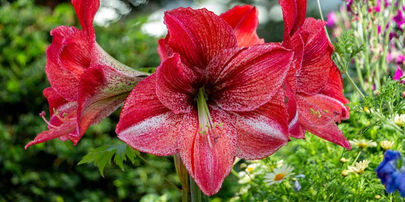 Les grandes fleurs rouges d'un Amaryllis