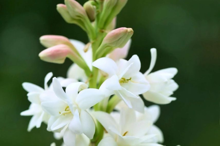 fleur blanche de Polianthes tuberosa 