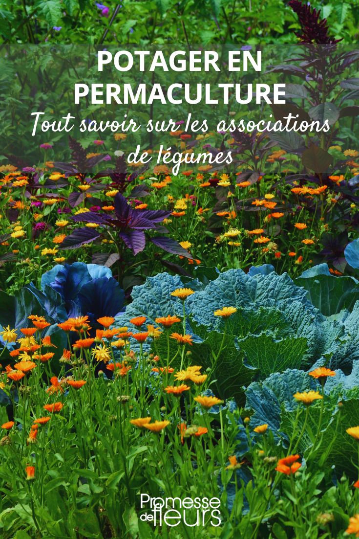 potager permacole et associations de légumes