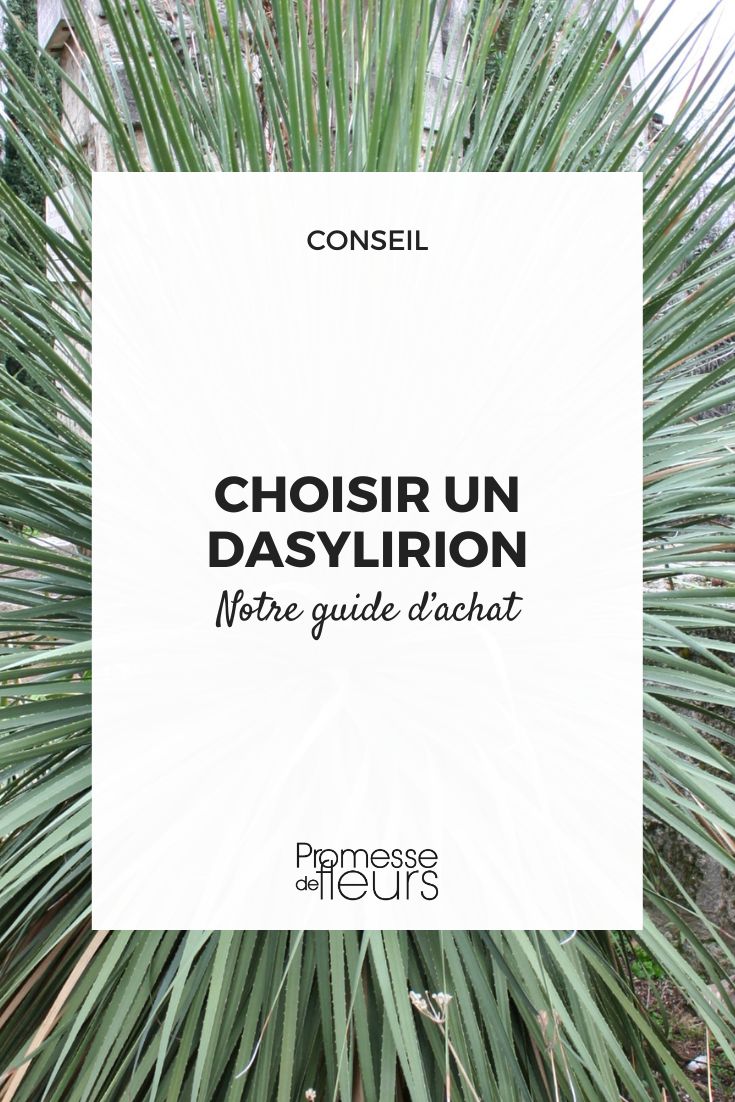 guide d'achat Dasylirion