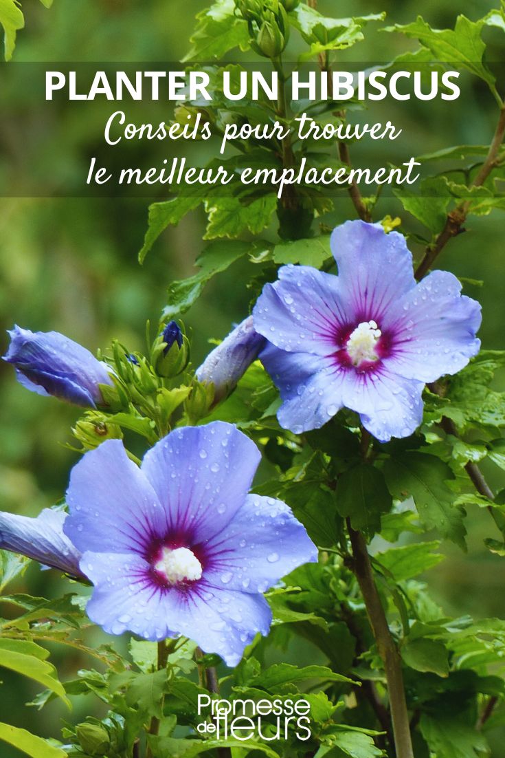 conseils pour planter un hibiscus