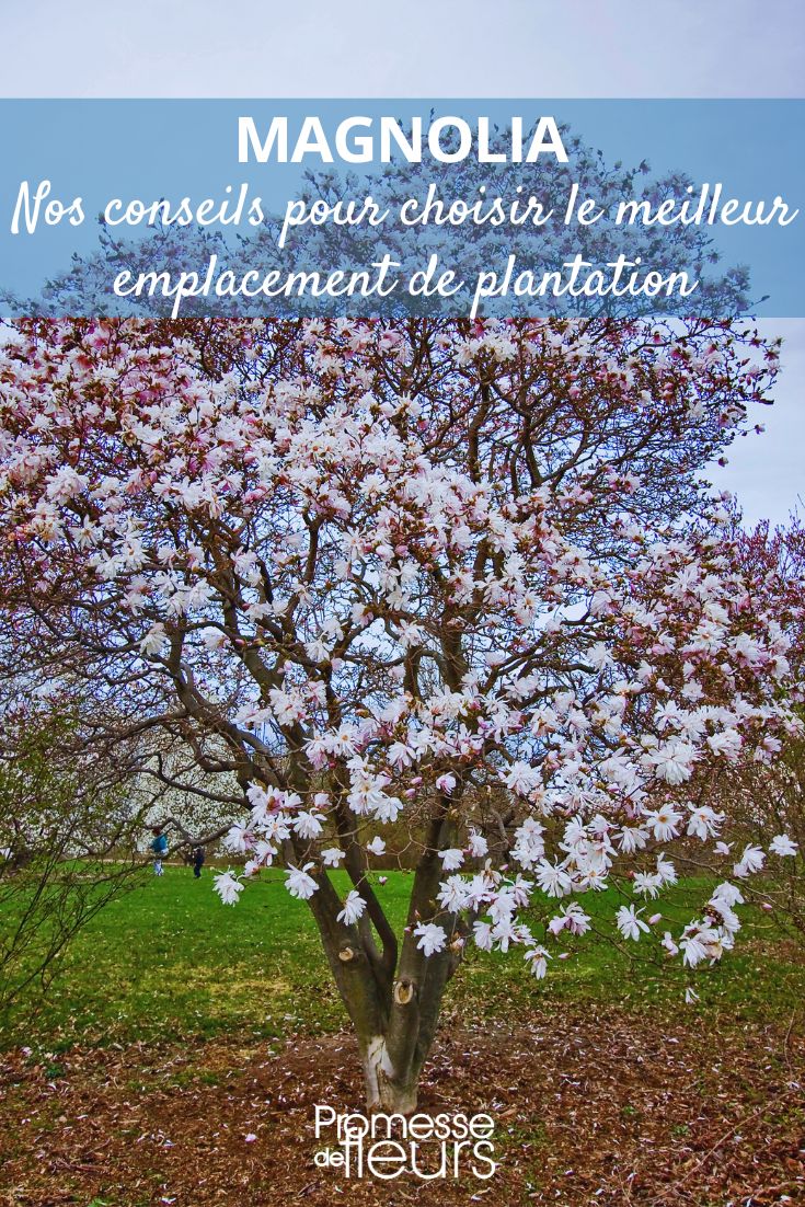 où planter un magnolia