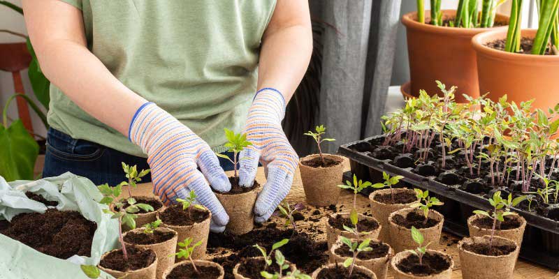 Comment repiquer les plants de légumes