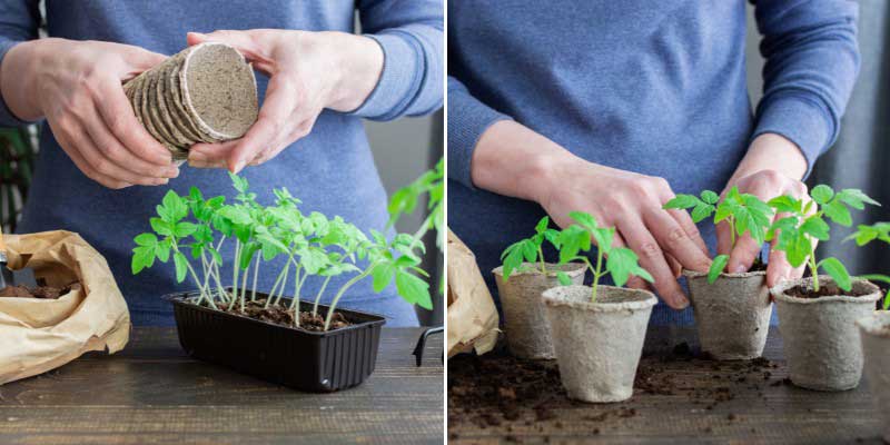 Tomates : rempotage en pot