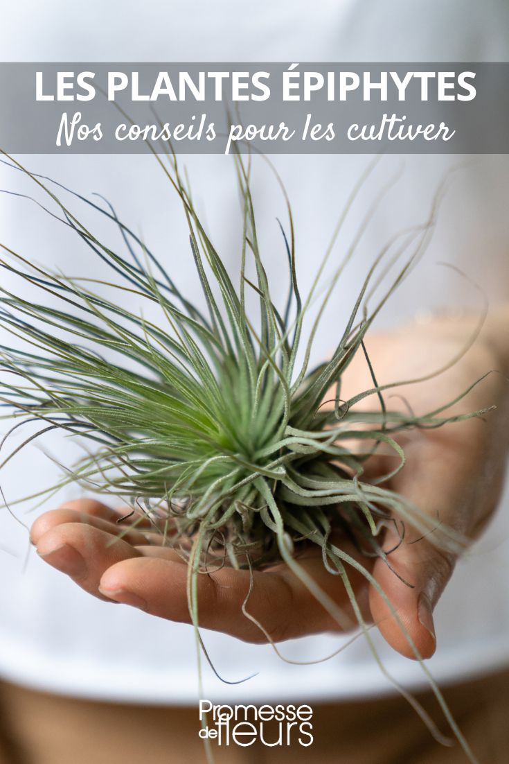 tillandsias