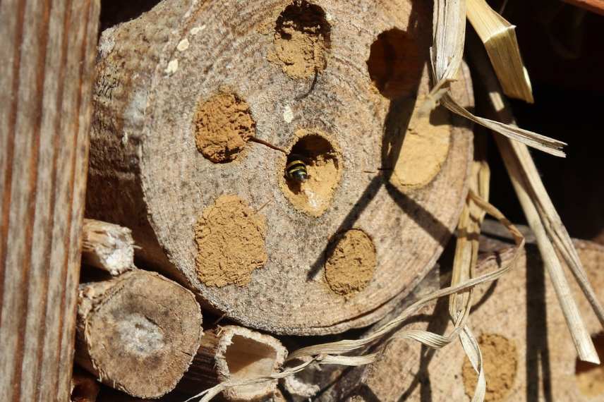 accueillir les insectes au jardin