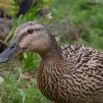 Comment accueillir et élever des canards au jardin ?