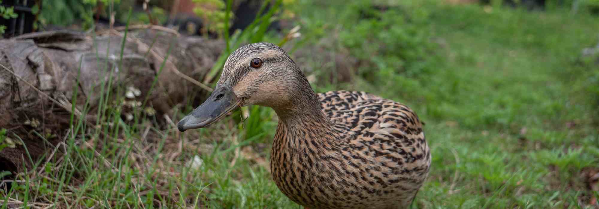 Comment accueillir et élever des canards au jardin ?