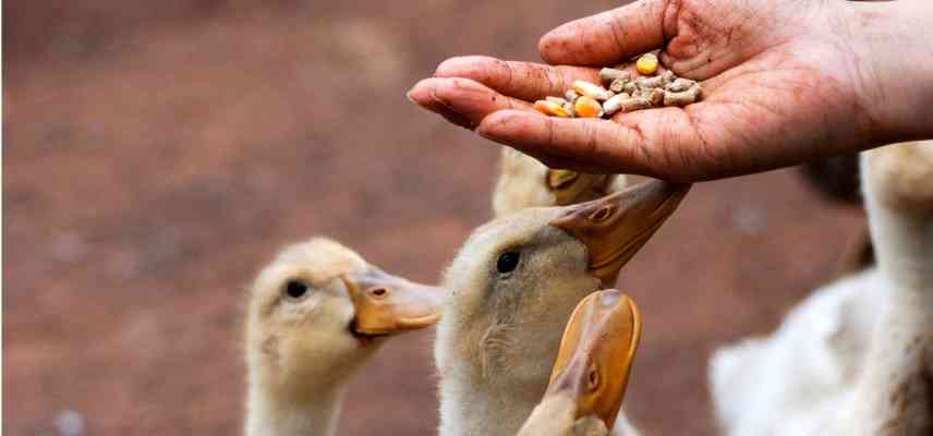 que donner a manger aux canards