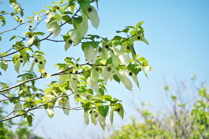 arbres aux mouchoirs absence de fleurs